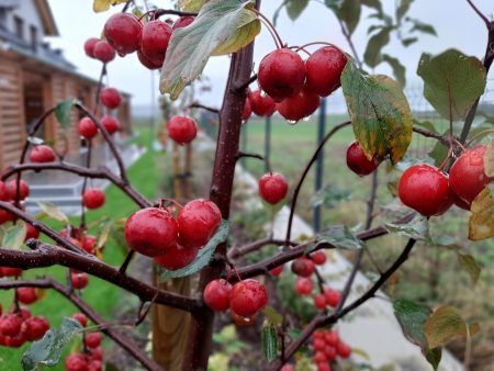 Nalewka z rajskich jabłuszek z pomarańczą, aronią i kardamonem