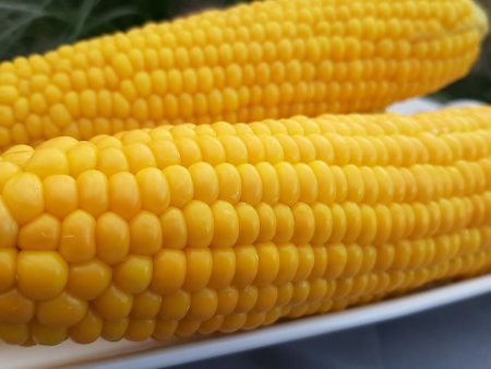 Jak ugotować kukurydzę, aby była smaczna